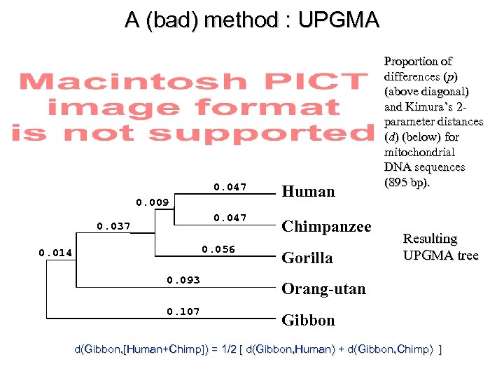 A (bad) method : UPGMA 0. 047 Human 0. 047 Chimpanzee 0. 009 0.