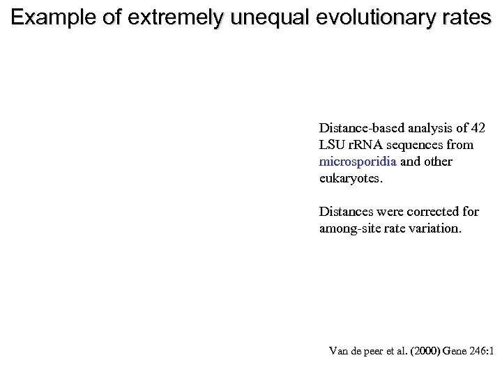 Example of extremely unequal evolutionary rates Distance-based analysis of 42 LSU r. RNA sequences