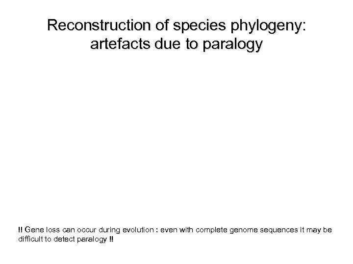 Reconstruction of species phylogeny: artefacts due to paralogy !! Gene loss can occur during
