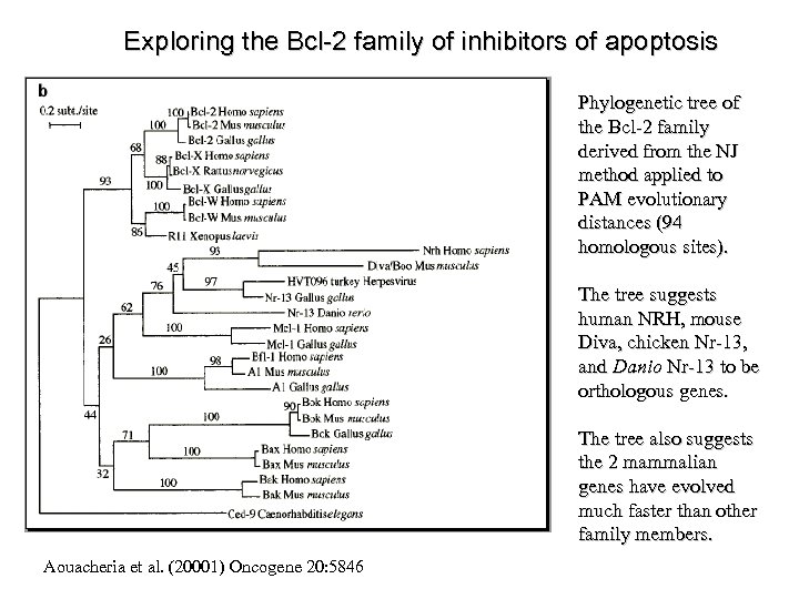 Exploring the Bcl-2 family of inhibitors of apoptosis Phylogenetic tree of the Bcl-2 family