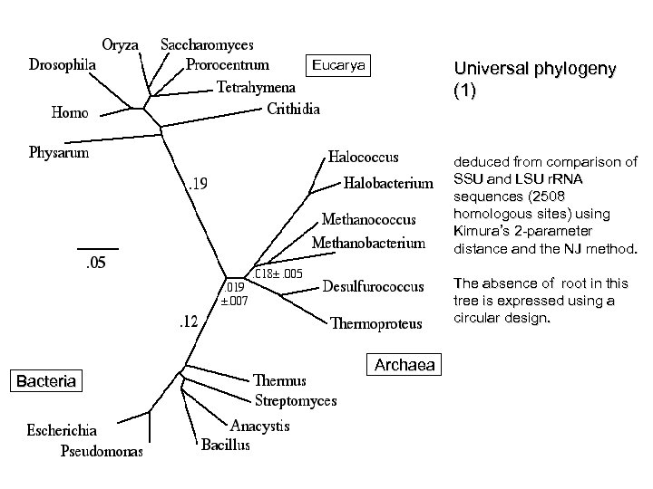 Eucarya Universal phylogeny (1) deduced from comparison of SSU and LSU r. RNA sequences