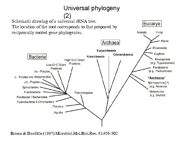 Universal phylogeny (2) Schematic drawing of a universal r. RNA tree. The location of
