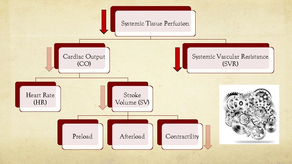 Systemic Tissue Perfusion Systemic Vascular Resistance (SVR) Cardiac Output (CO) Heart Rate (HR) Stroke