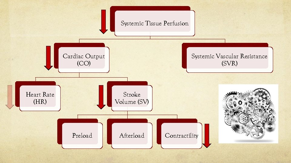 Systemic Tissue Perfusion Systemic Vascular Resistance (SVR) Cardiac Output (CO) Heart Rate (HR) Stroke