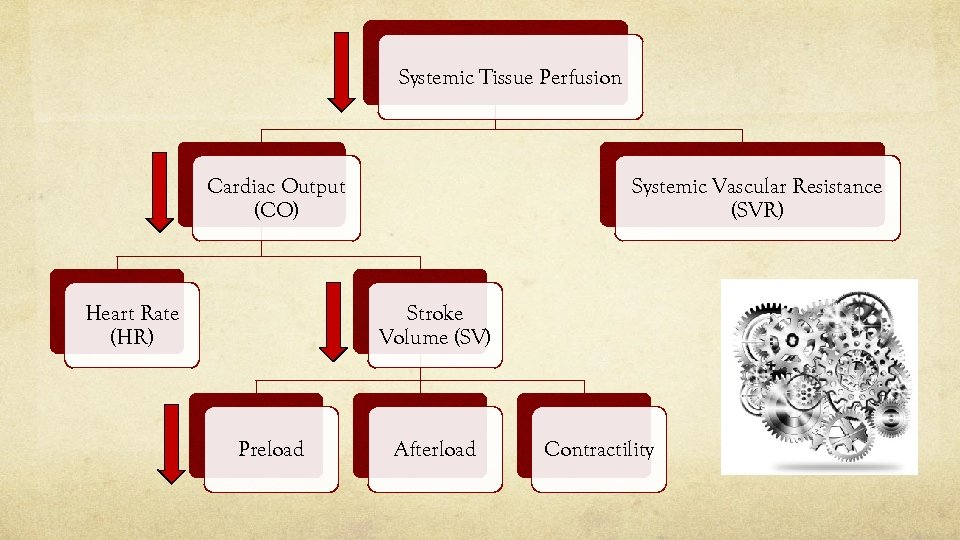 Systemic Tissue Perfusion Systemic Vascular Resistance (SVR) Cardiac Output (CO) Heart Rate (HR) Stroke