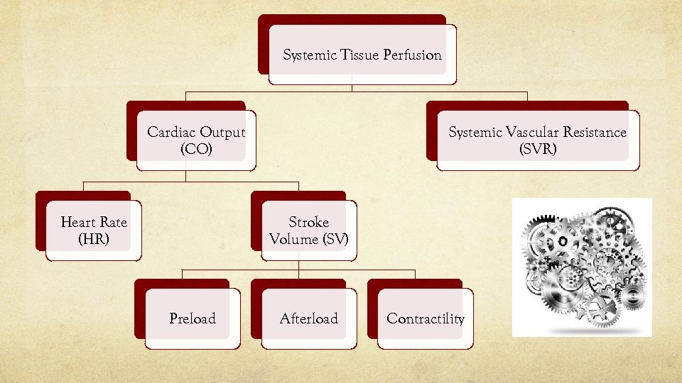 Systemic Tissue Perfusion Systemic Vascular Resistance (SVR) Cardiac Output (CO) Heart Rate (HR) Stroke