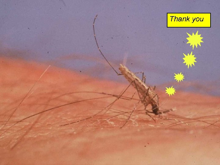 Thank you 19 Western Pacific Regio 