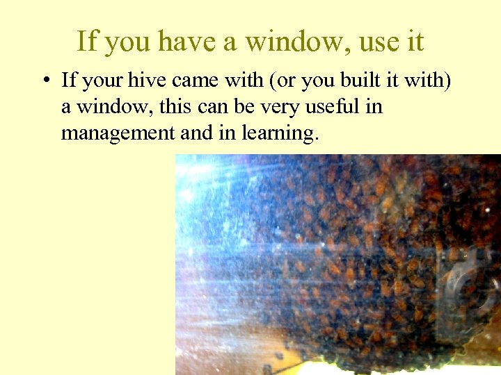 If you have a window, use it • If your hive came with (or