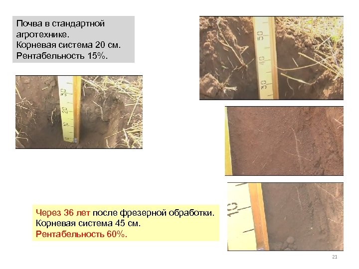 Почва в стандартной агротехнике. Корневая система 20 см. Рентабельность 15%. Через 36 лет после