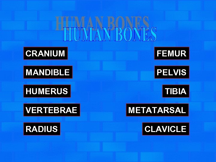 CRANIUM FEMUR MANDIBLE PELVIS HUMERUS TIBIA VERTEBRAE RADIUS METATARSAL CLAVICLE 