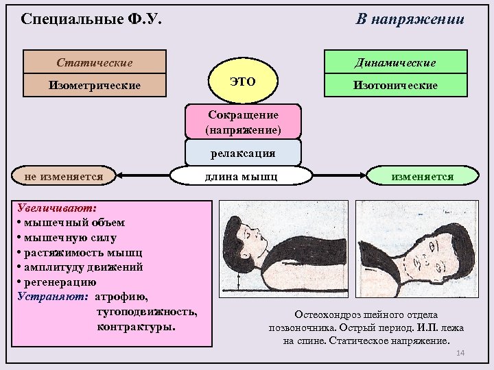 Специальные Ф. У. В напряжении Статические Изометрические Динамические ЭТО Изотонические Сокращение (напряжение) релаксация не