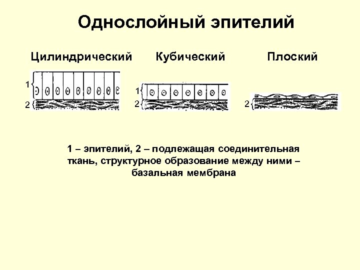 Однослойный эпителий Цилиндрический 1 2 Кубический 1 2 Плоский 2 1 – эпителий, 2