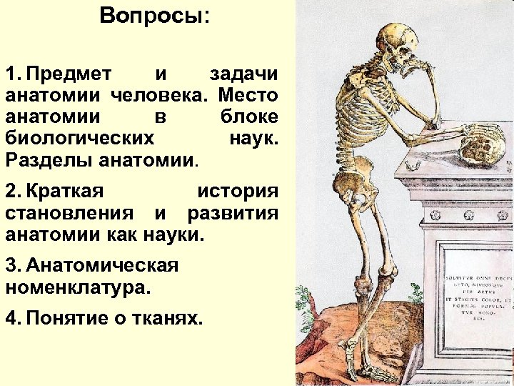 Основные задачи анатомии. Предмет и задачи анатомии. Разделы анатомии как науки. Краткая история анатомии.