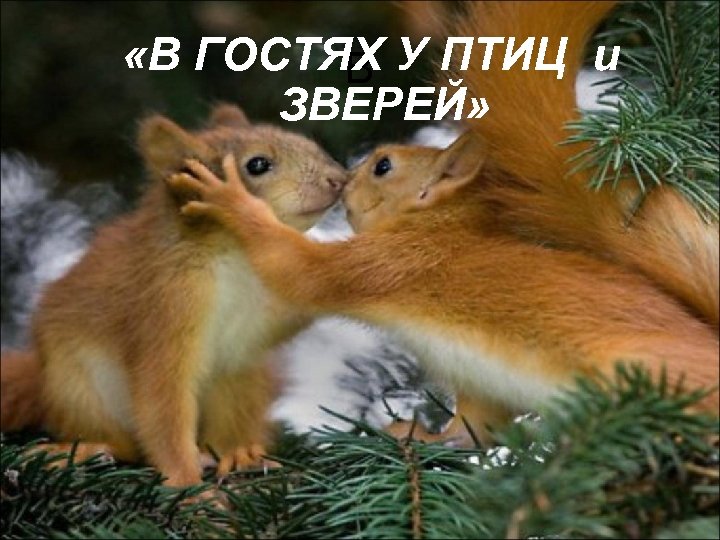  «В ГОСТЯХ У ПТИЦ и В ЗВЕРЕЙ» 