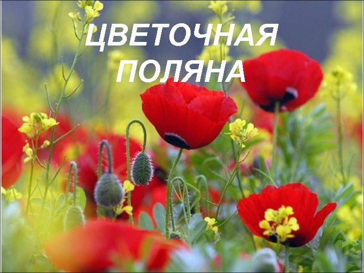 ЦВЕТОЧНАЯ ПОЛЯНА 