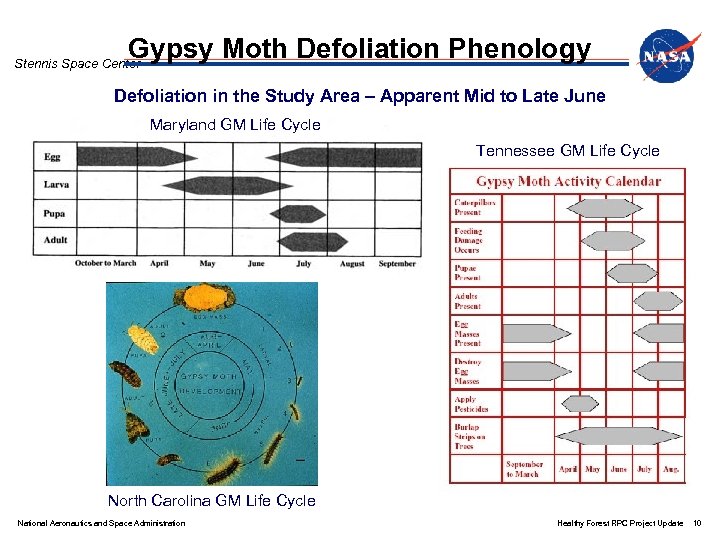 Gypsy Moth Defoliation Phenology Stennis Space Center Defoliation in the Study Area – Apparent
