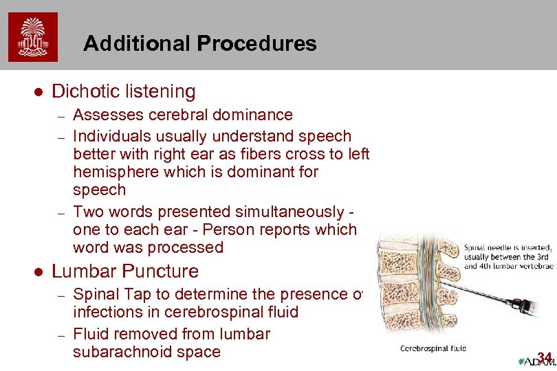 Additional Procedures l Dichotic listening – – – l Assesses cerebral dominance Individuals usually