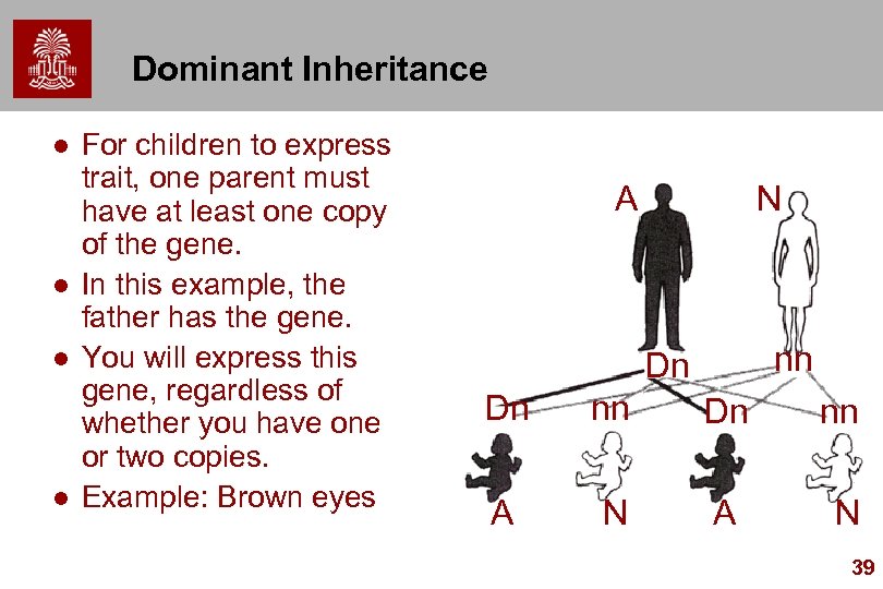 Dominant Inheritance l l For children to express trait, one parent must have at