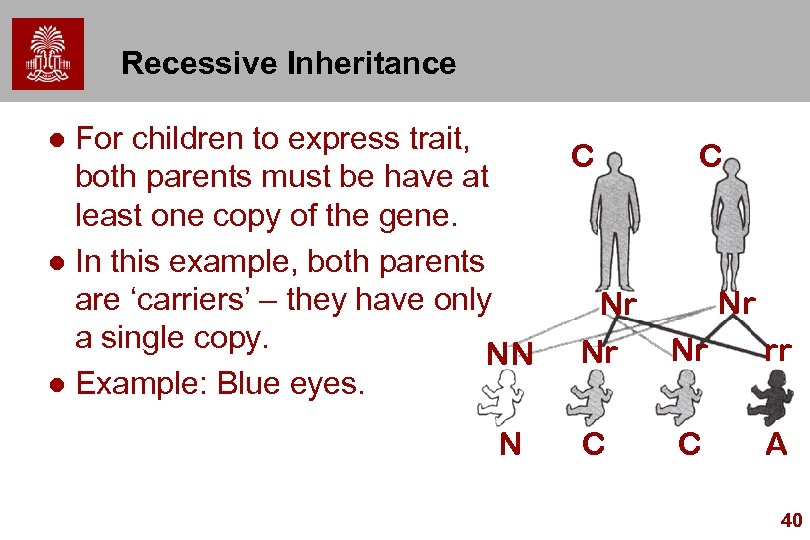 Recessive Inheritance For children to express trait, both parents must be have at least