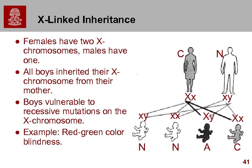 X-Linked Inheritance l l Females have two Xchromosomes, males have one. All boys inherited