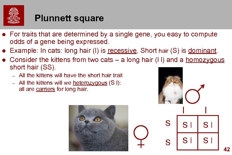 Plunnett square l l l For traits that are determined by a single gene,