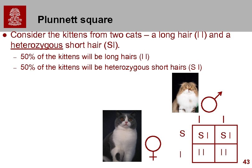 Plunnett square l Consider the kittens from two cats – a long hair (l