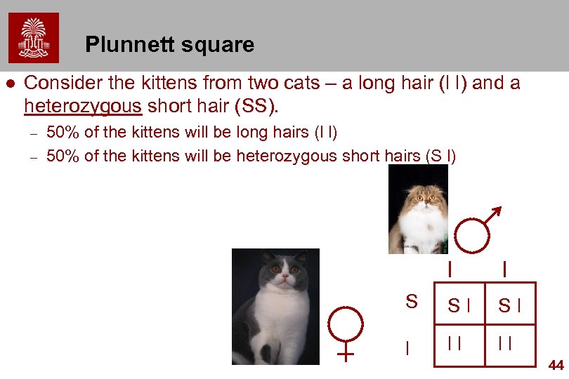 Plunnett square l Consider the kittens from two cats – a long hair (l