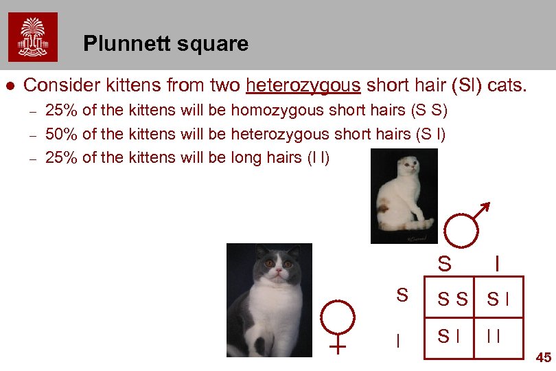 Plunnett square l Consider kittens from two heterozygous short hair (Sl) cats. – –