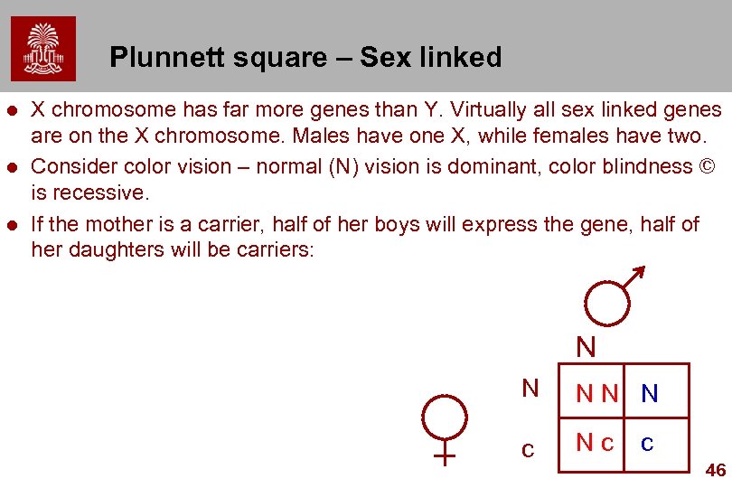 Plunnett square – Sex linked l l l X chromosome has far more genes