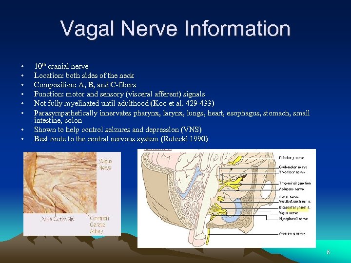 Vagal Nerve Information • • 10 th cranial nerve Location: both sides of the