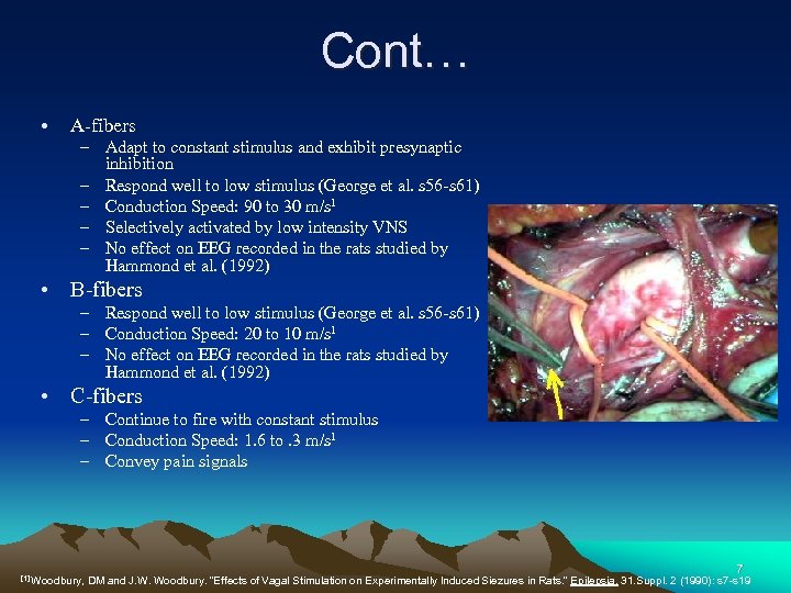 Cont… • A-fibers – Adapt to constant stimulus and exhibit presynaptic inhibition – Respond