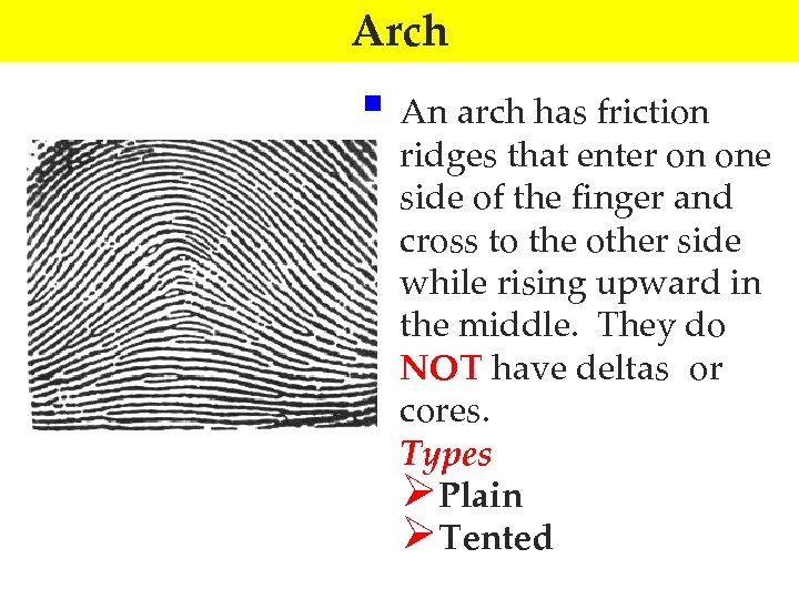 Arch § An arch has friction ridges that enter on one side of the