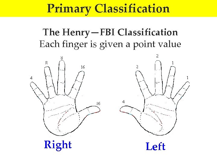 Primary Classification The Henry—FBI Classification Each finger is given a point value Right Left