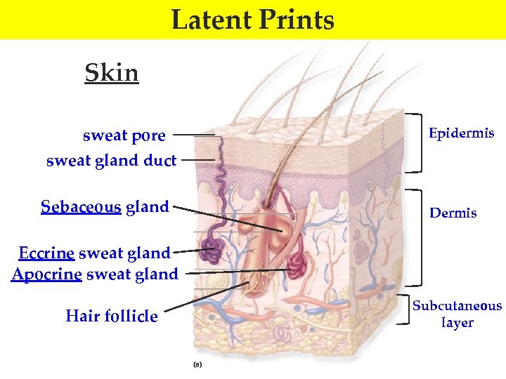 Latent Prints Skin sweat pore sweat gland duct Sebaceous gland Epidermis Dermis Eccrine sweat