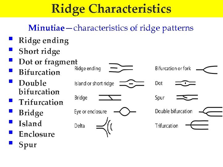 Ridge Characteristics § § § § § Minutiae—characteristics of ridge patterns Ridge ending Short