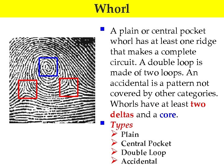 Whorl § § A plain or central pocket whorl has at least one ridge