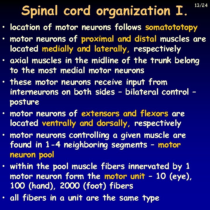 Spinal cord organization I. 13/24 • location of motor neurons follows somatototopy • motor