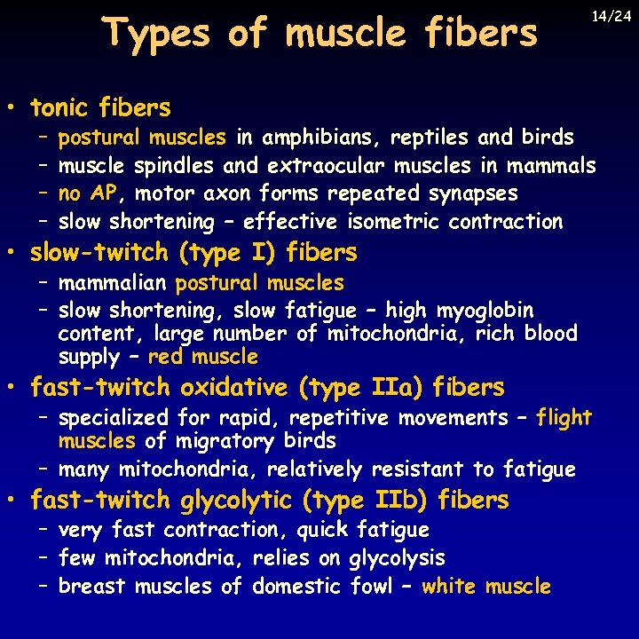 Types of muscle fibers 14/24 • tonic fibers – – postural muscles in amphibians,
