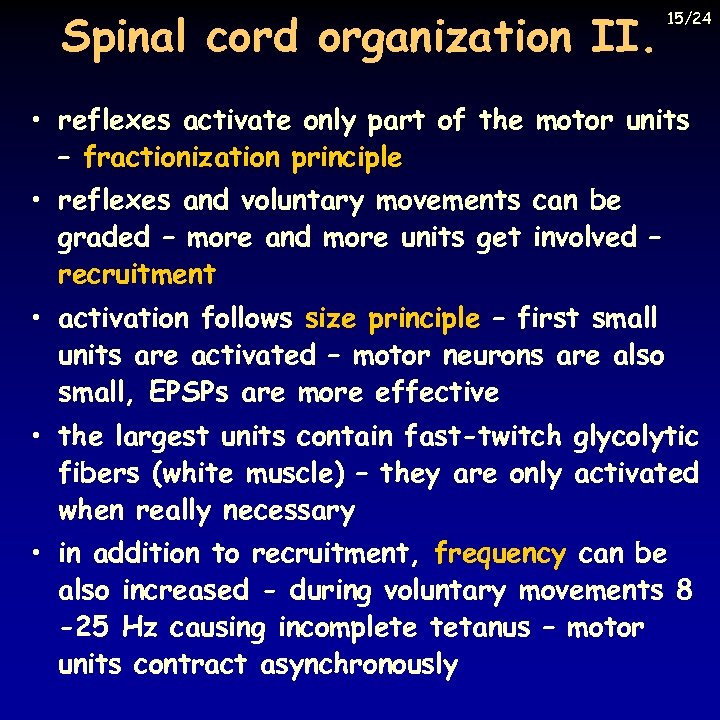 Spinal cord organization II. 15/24 • reflexes activate only part of the motor units