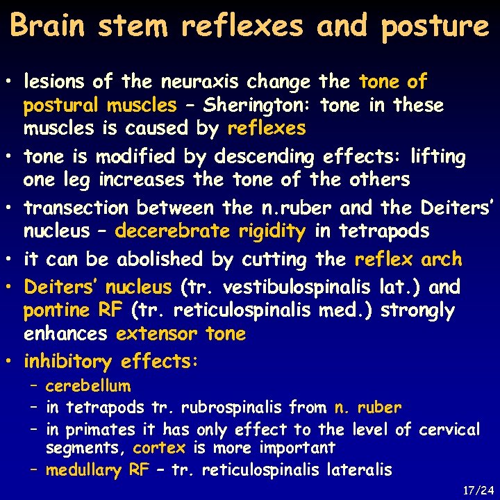 Brain stem reflexes and posture • lesions of the neuraxis change the tone of