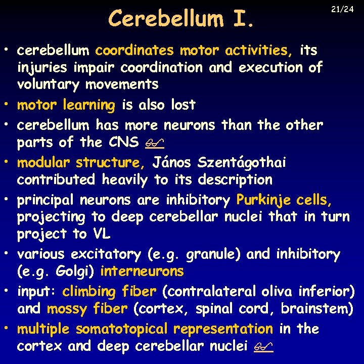 Cerebellum I. 21/24 • cerebellum coordinates motor activities, its injuries impair coordination and execution