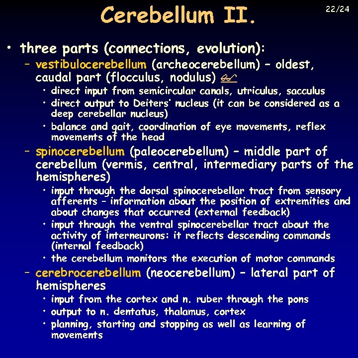 Cerebellum II. 22/24 • three parts (connections, evolution): – vestibulocerebellum (archeocerebellum) – oldest, caudal