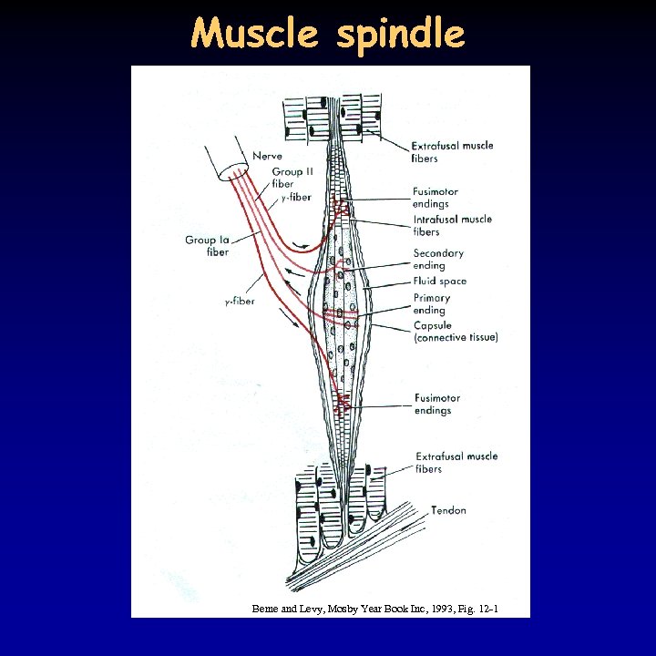 Muscle spindle Berne and Levy, Mosby Year Book Inc, 1993, Fig. 12 -1 