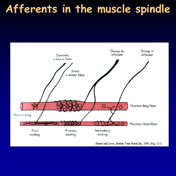 Afferents in the muscle spindle Berne and Levy, Mosby Year Book Inc, 1993, Fig.