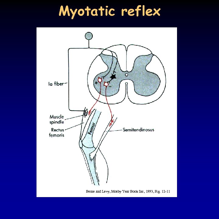 Myotatic reflex Berne and Levy, Mosby Year Book Inc, 1993, Fig. 12 -11 