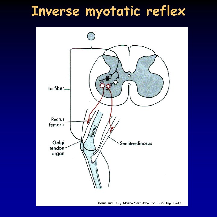 Inverse myotatic reflex Berne and Levy, Mosby Year Book Inc, 1993, Fig. 12 -12