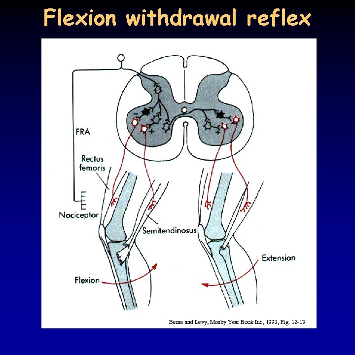 Flexion withdrawal reflex Berne and Levy, Mosby Year Book Inc, 1993, Fig. 12 -13