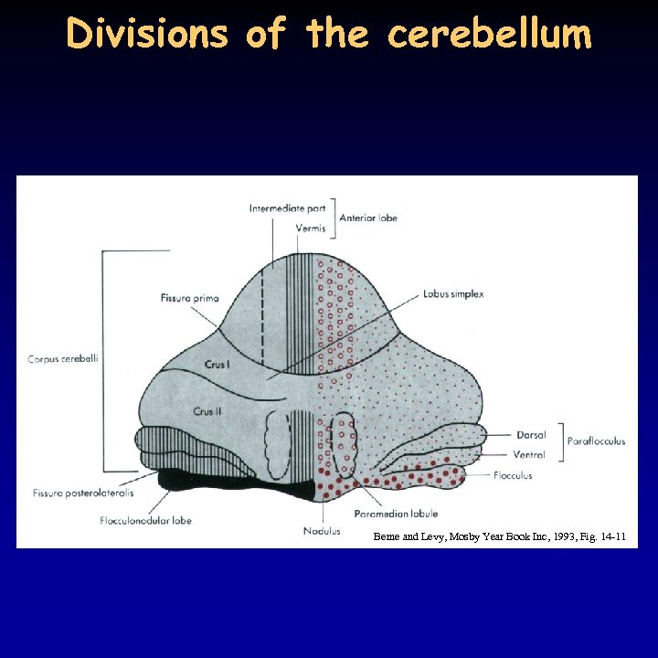 Divisions of the cerebellum Berne and Levy, Mosby Year Book Inc, 1993, Fig. 14