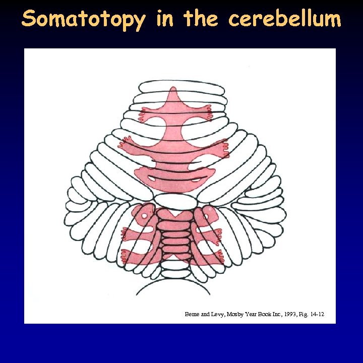 Somatotopy in the cerebellum Berne and Levy, Mosby Year Book Inc, 1993, Fig. 14