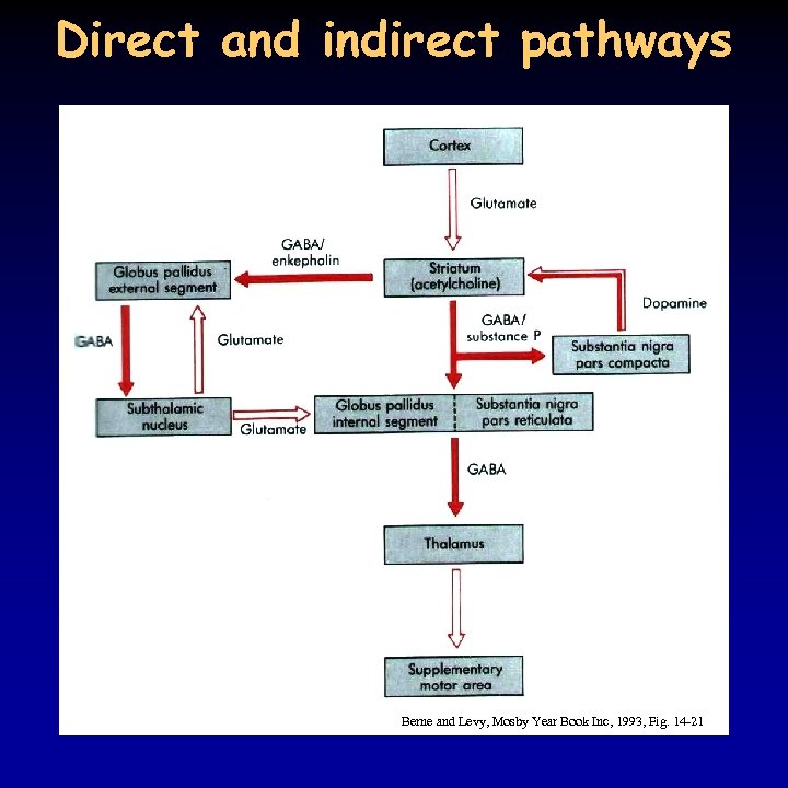 Direct and indirect pathways Berne and Levy, Mosby Year Book Inc, 1993, Fig. 14